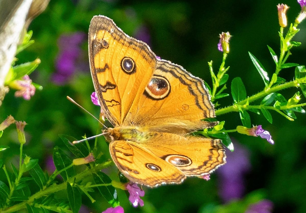 A colourful butterfly rests on a flower. Noapara, Khagrachhari, 22 July.