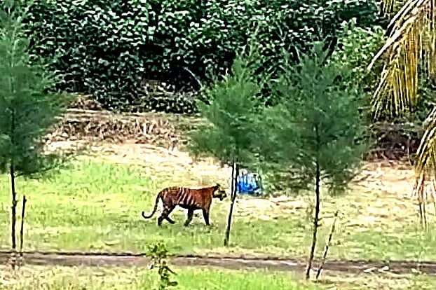 A tigress roaming in front of the forest office at the Andharmanik Ecotourism Centre in Sundarbans.