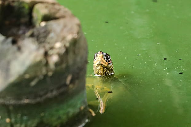 Red-Eared Sliders, one of the world's most invasive turtle species, spotted in the capital's Hatirjheel, 26 July.