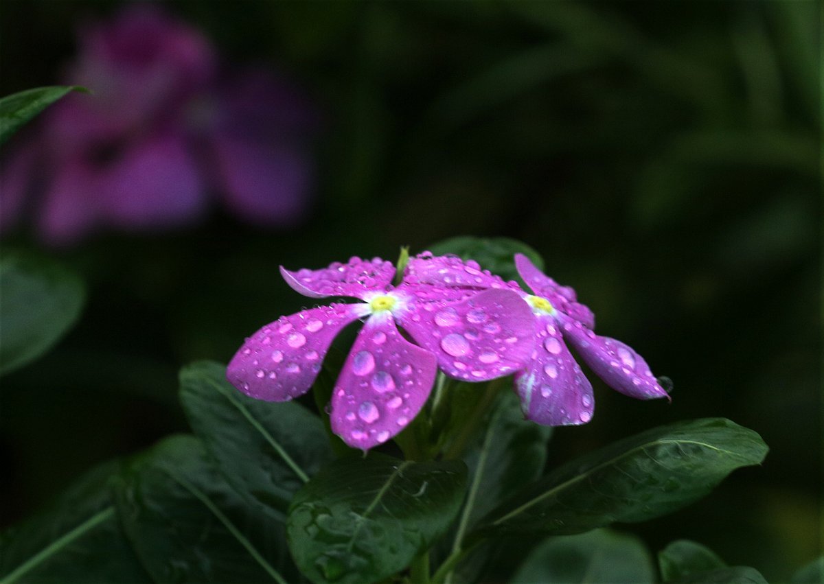 Raindrops adorn the petals of nayantara flowers. Lemuchhari, Rangamati on 28 July.