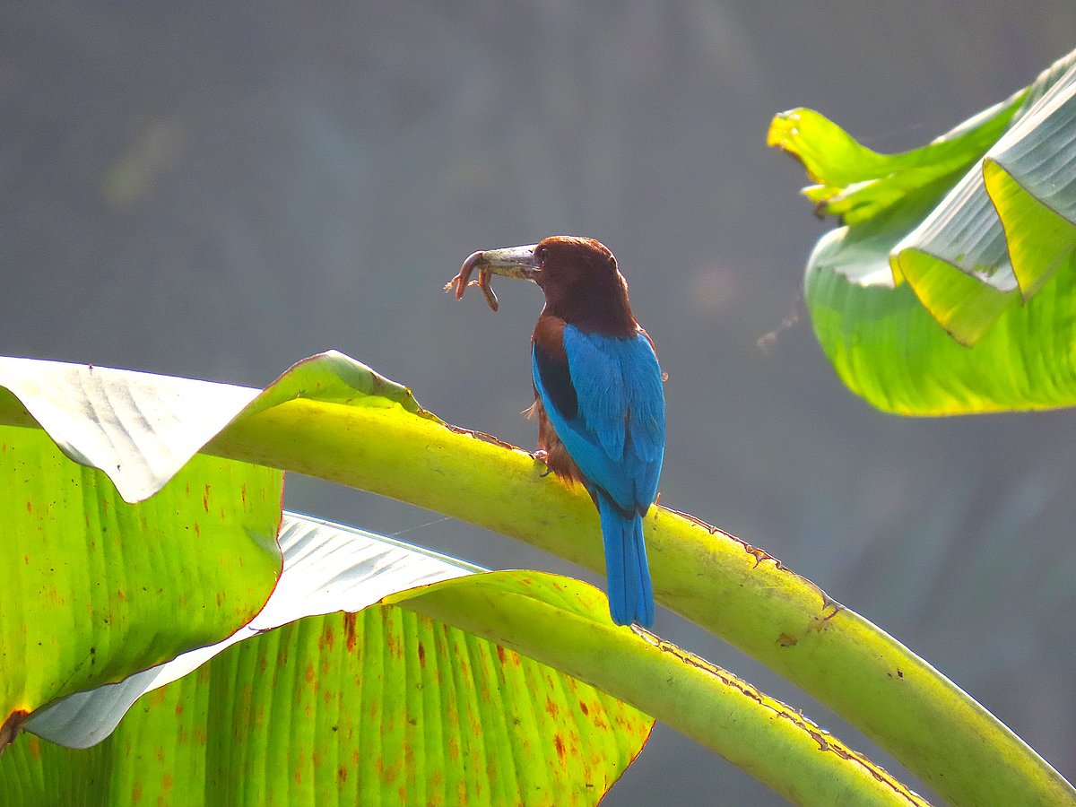 A Kingfisher sits on a banana leaf with a small lizard in its beak. Rajabari, Sreepur, Gazipur, 2 August.