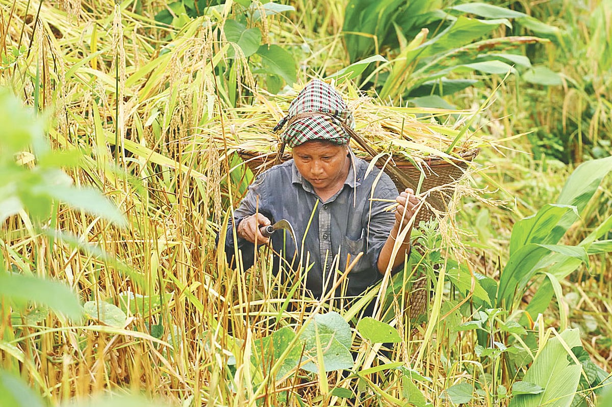 Crops are harvested from a jhum field in Tulachhari of Roangchhari Upazila.