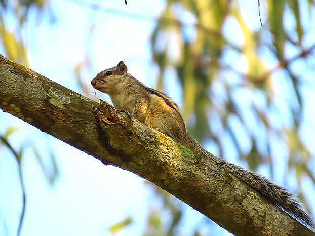 A squirrel sitting on a high branch of a tree. Gosingga, Sreepur, Gazipur, 6 August 2026.