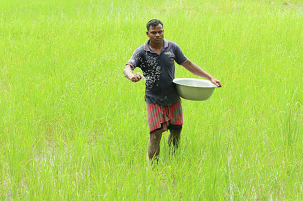 A farmer spreads fertiliser around an Aman paddy field. Konogram, Talma Union, Nagarkanda, Faridpur, 6 August 2026.
