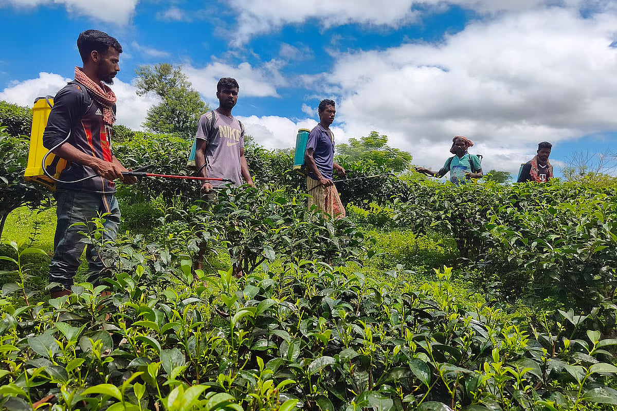 Pesticides are being sprayed on farmland in Moulvibazar.