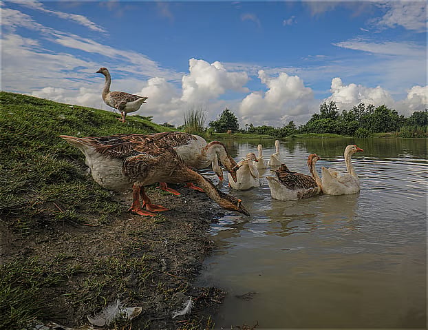 A flock of geese glides gracefully across a quiet pond. Jalma, Botiaghata, Khulna, 2 September 2026.