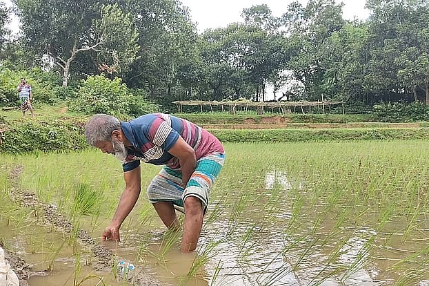 This paddy field is also among the land proposed for the solar power plant. THe photo is taken on 17 August, at Madhya Jhalpaja, Bhaluka upazila, Mymensingh.