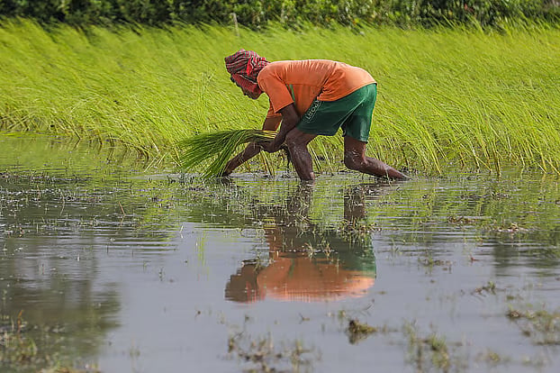 A farmer hard at work transplanting fresh paddy seedlings. Jalma, Botiaghata, Khulna, 2 September 2026.