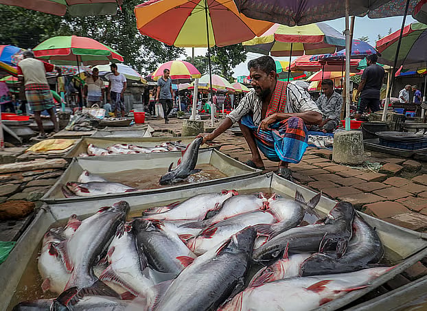 Pangas fish displayed for sale at a local market. Shiromoni Bazar, Khulna, 5 September 2026.
