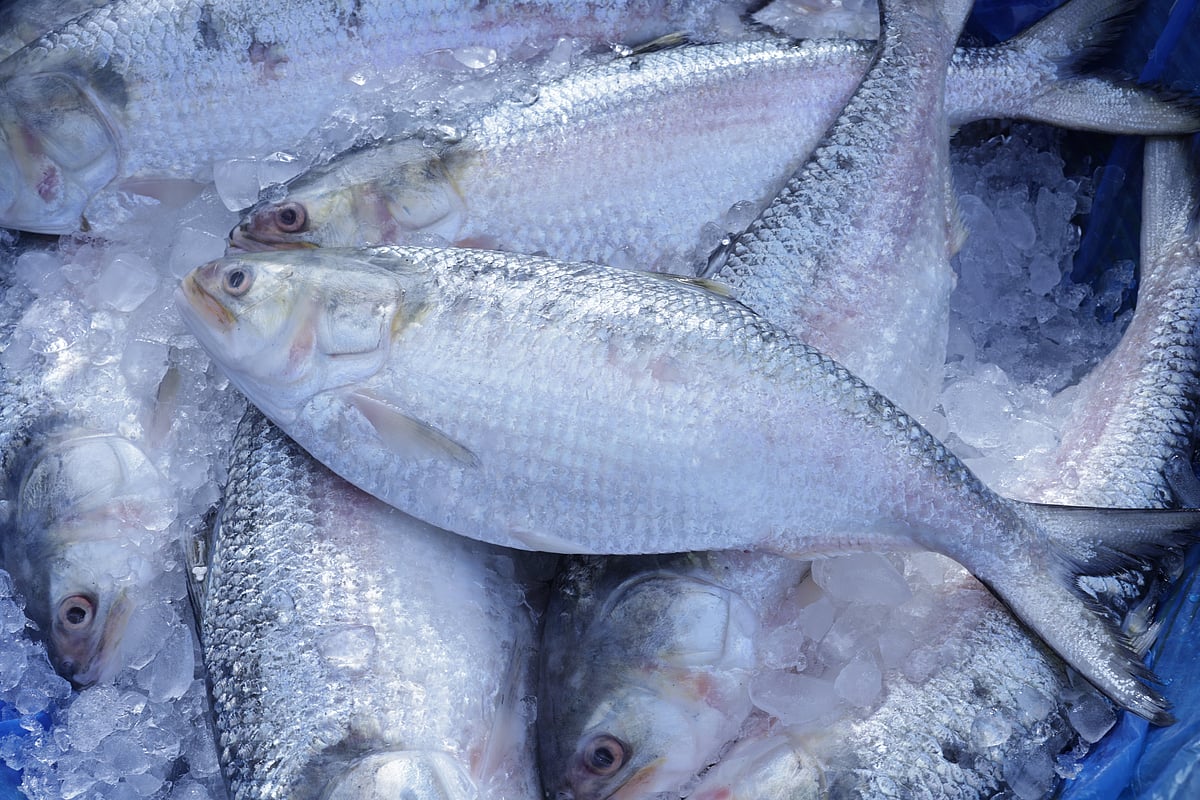 The photo shows a stack of hilsa fish.