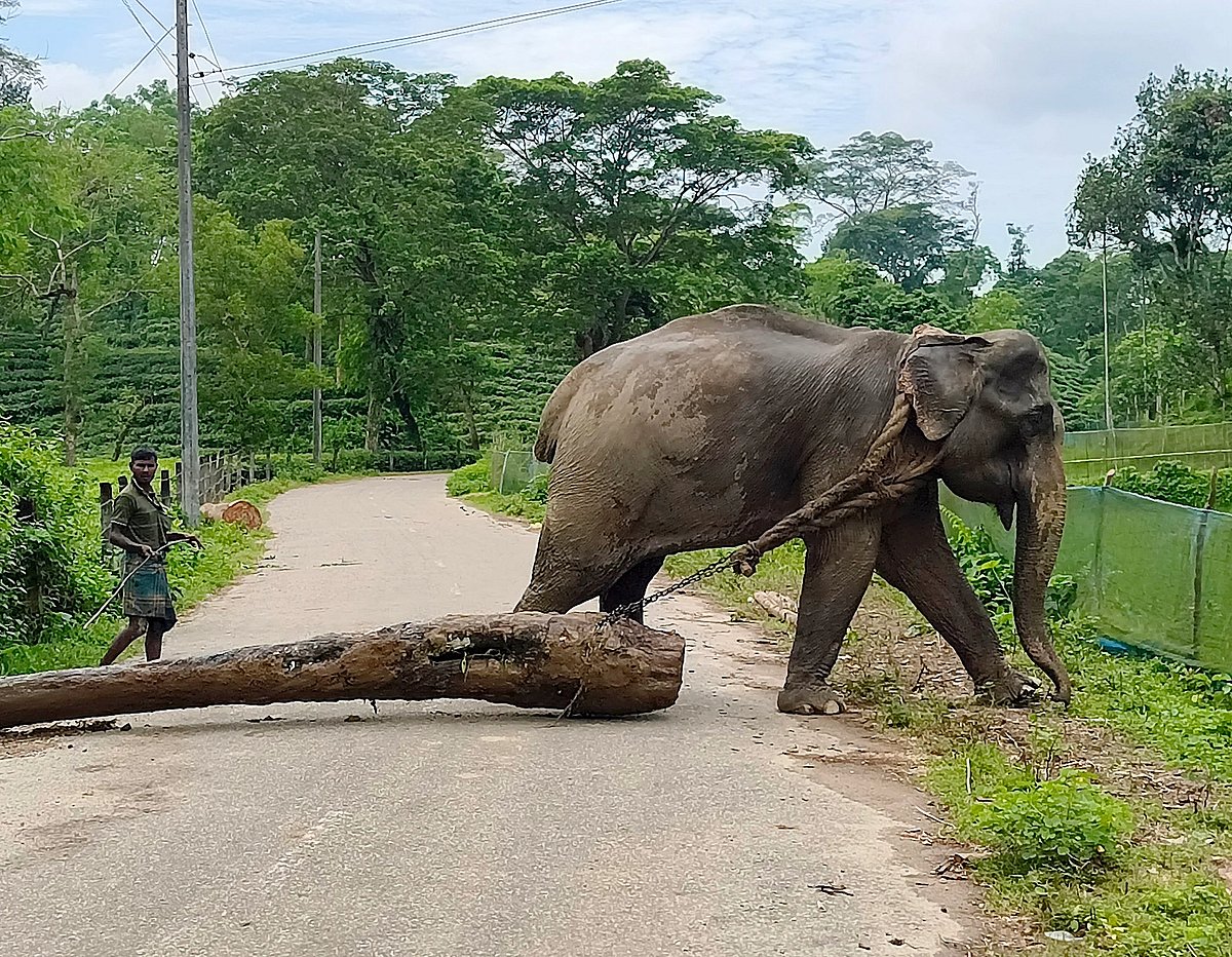 A captive elephant pulls a heavy timber log tied with thick ropes around its neck. Juri, Moulvibazar, 10 September 2026.