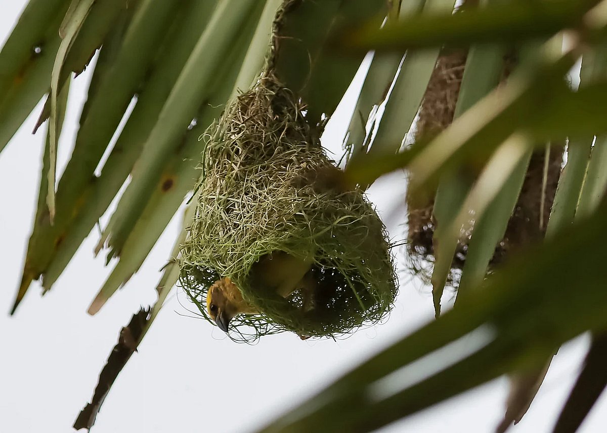 A Babui Pakhi engrossed in the task of building its nest.