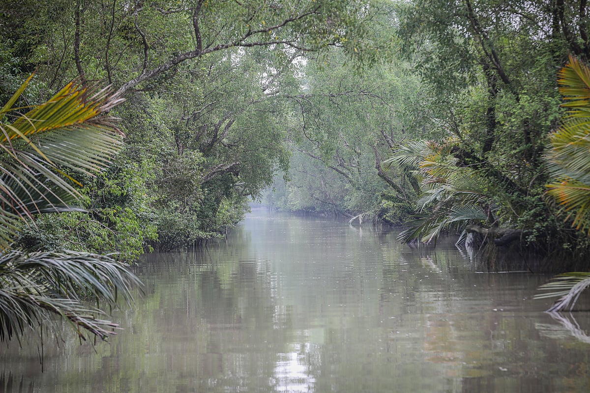 Moving along the canal, visitors can see such views of the Sundarbans.