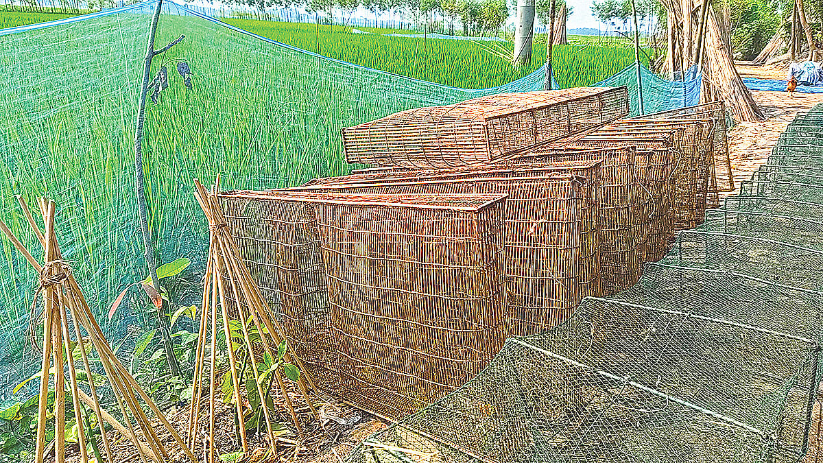 Fishermen in Chatmohar, Pabna, use this trap to catch fish