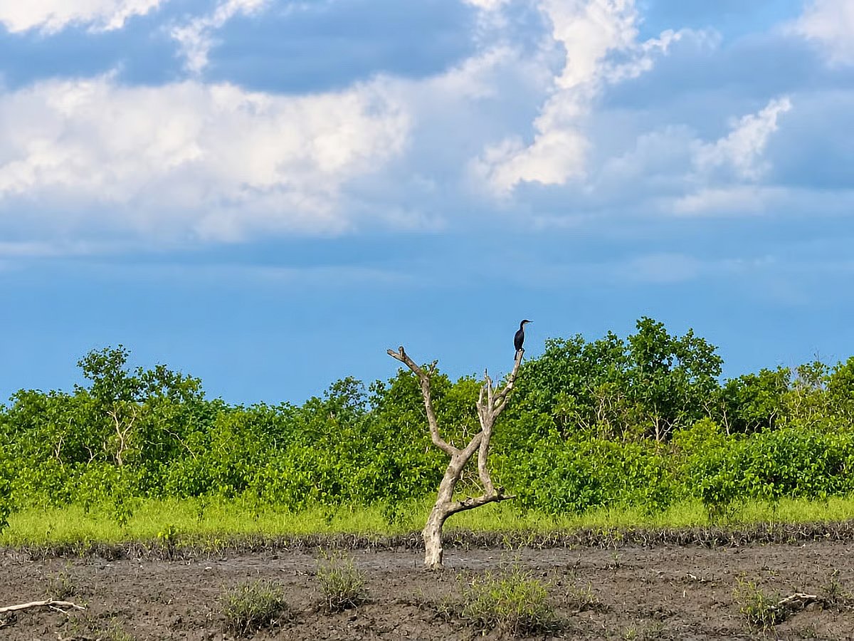 A cormorant sits on a tree stump after losing its familiar habitat. Beside Sonadia Canal on Sonadia Island, October 16