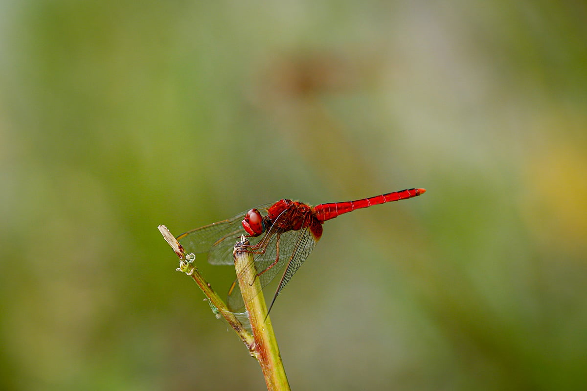 A red dragonfly rests on the tip of a grass. Aranghata, Khulna, 7 October.