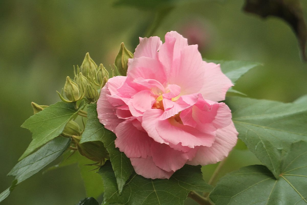 A pink hibiscus in full bloom. Moanoghar Residential High School premises, Rangamati, 8 Oct 2026.