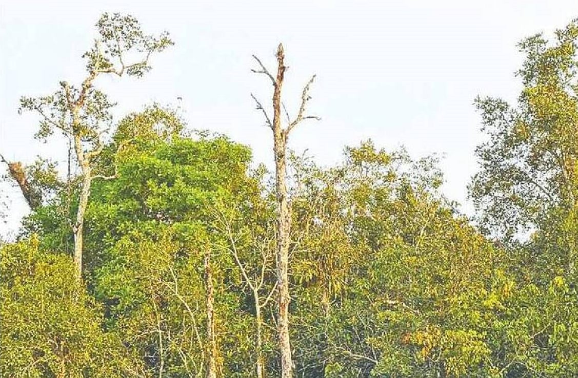 Sundari trees affected by top-dying disease in the Sundarbans. Photo taken recently. 