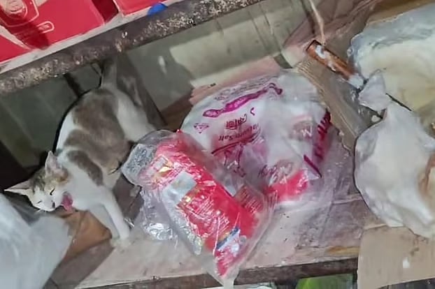 A cat was found lying in food preparation area in the kitchen of Al-Helal Hotel and Restaurant in the GEC area in August.