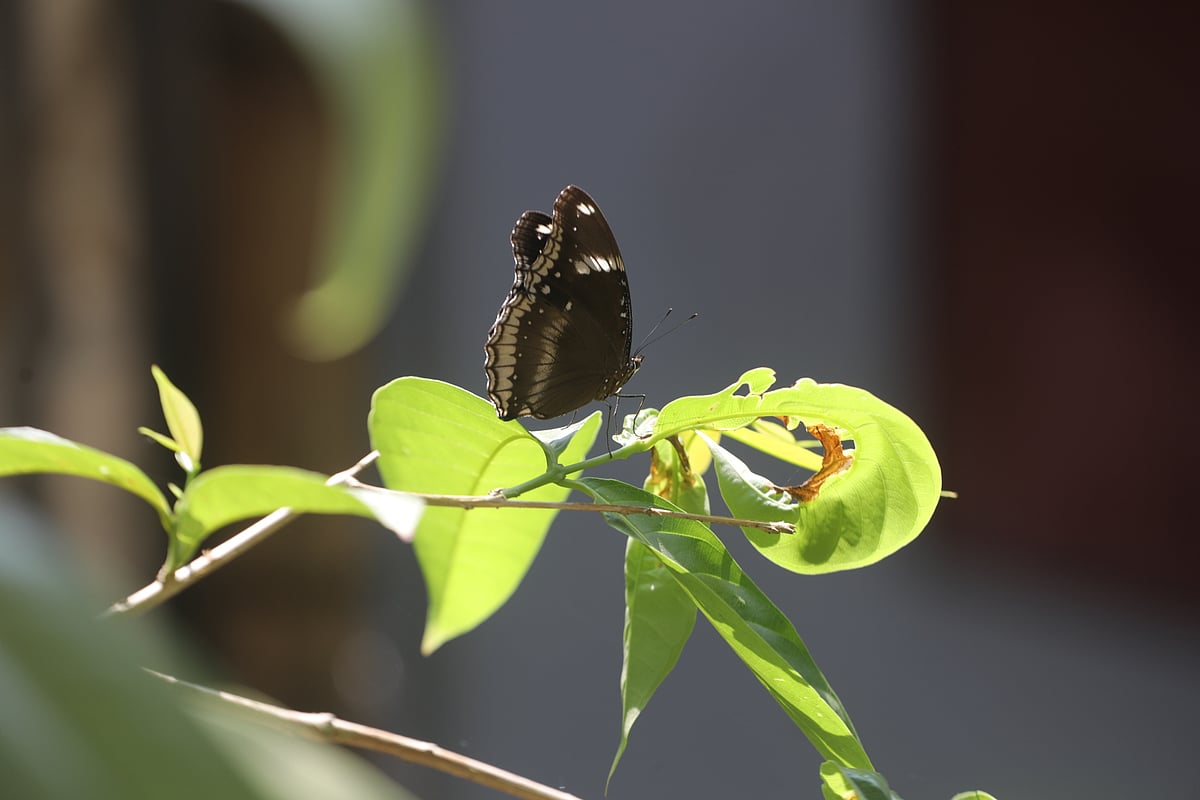 A butterfly spreads its wings as it sits on a leaf in the morning sunshine. Shib Bari, Sylhet, 14 October.