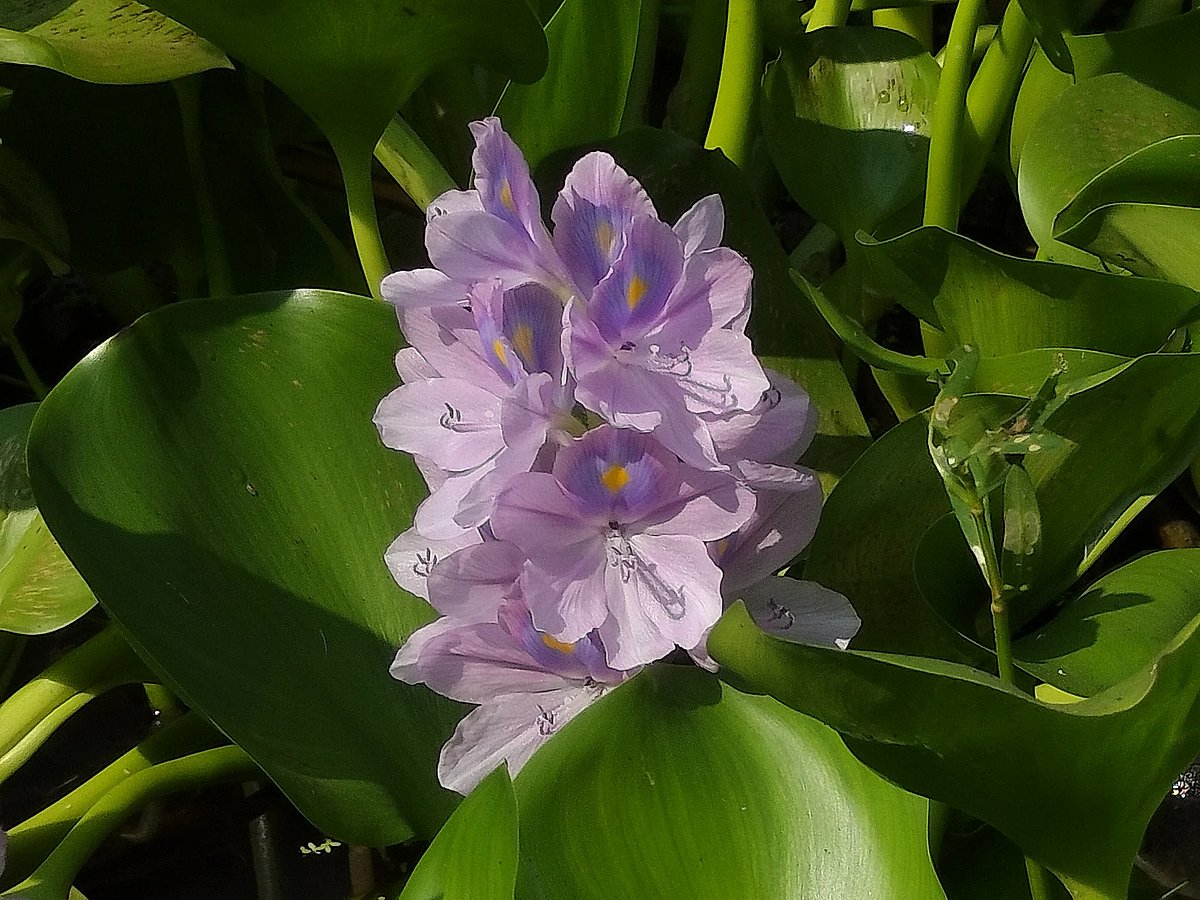 Water hyacinth flowers bloom quietly in a roadside water body. Raiganj, Sirajganj, 15 Oct 2026.