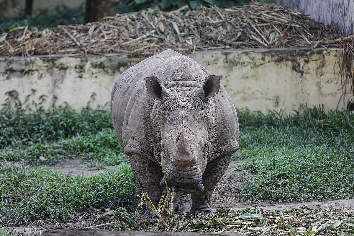 This African rhinoceros was brought from South Africa in 2011. It has been alone since 2013. National Zoo, Mirpur.