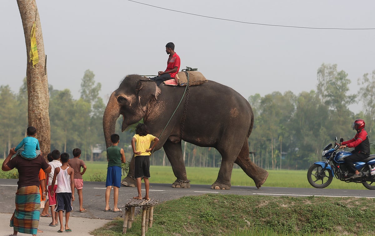 Children are thrilled to see elephants on their way to the fair. Abhiram, Rangpur, 24 October.