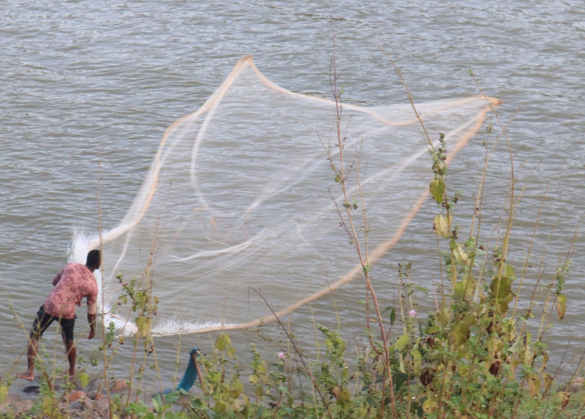 A fisherman catches fish with a net in the Manu River. Matarkapan, Moulvibazar, 27 October.
