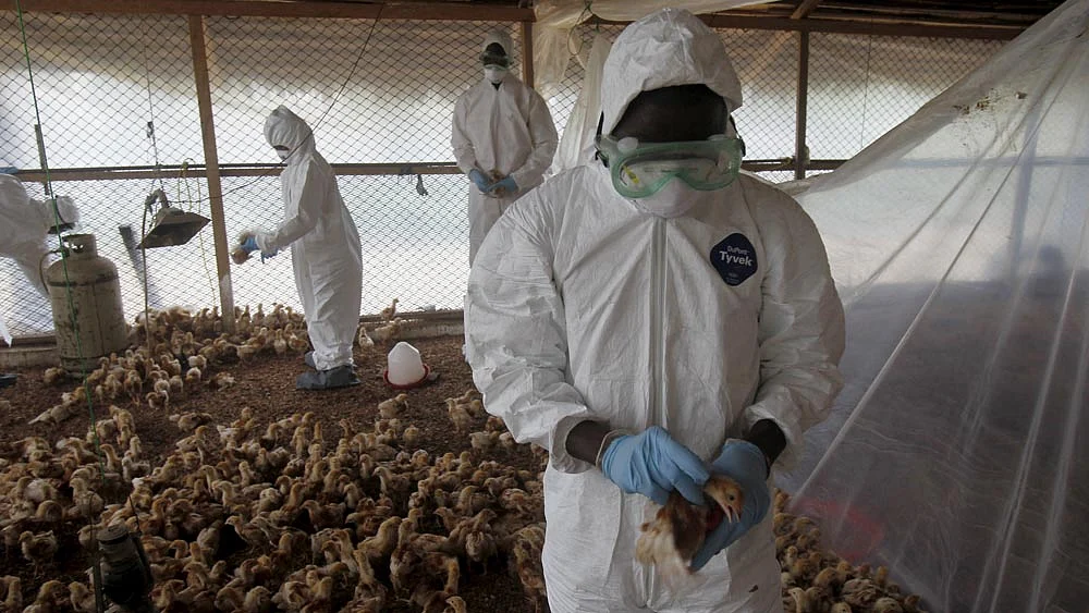 Workers from the Animal Protection Ministry cull chicks to contain an outbreak of bird flu, at a farm in the village of Modeste, Ivory Coast, August 14, 2015. Photo: Reuters