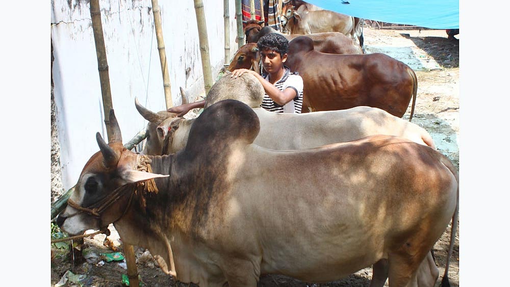 Sacrificial animals have started to come in the cattle markets of the capital ahead of Eid-ul-Azha. Photo taken from Postagola Shashan ghat in Dhaka. Photo: Focus Bangla