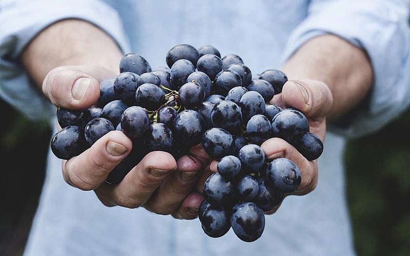 Eat grapes to help lower obesity risk