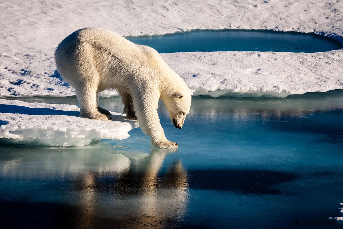 A polar bear testing the strength of thin sea ice in the Arctic.