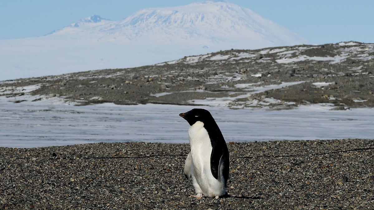 An Adelie penguin at the New Harbor research station near McMurdo Station in Antarctica