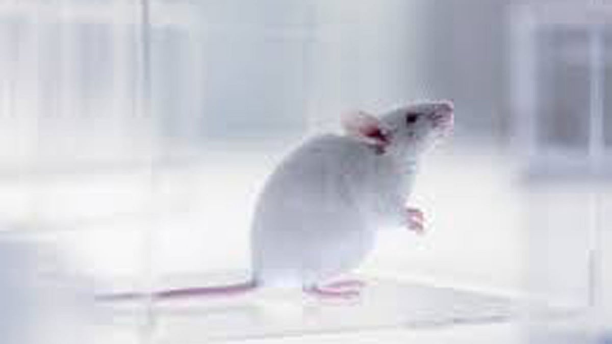 Is the foolish rat really foolish?