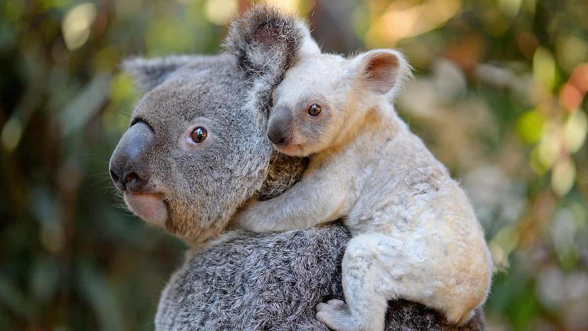 This undated handout from the Australia Zoo received on August 22, 2017 shows a white koala joey on her mother Tia at the Australia Zoo on Queensland`s Sunshine Coast. AFP