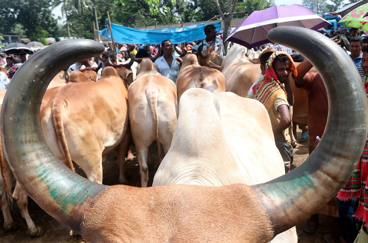 A photo shows cattle at a market in Panchbibi, Joypurhat.