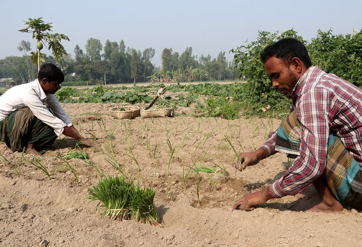 Farmers busy planting onions