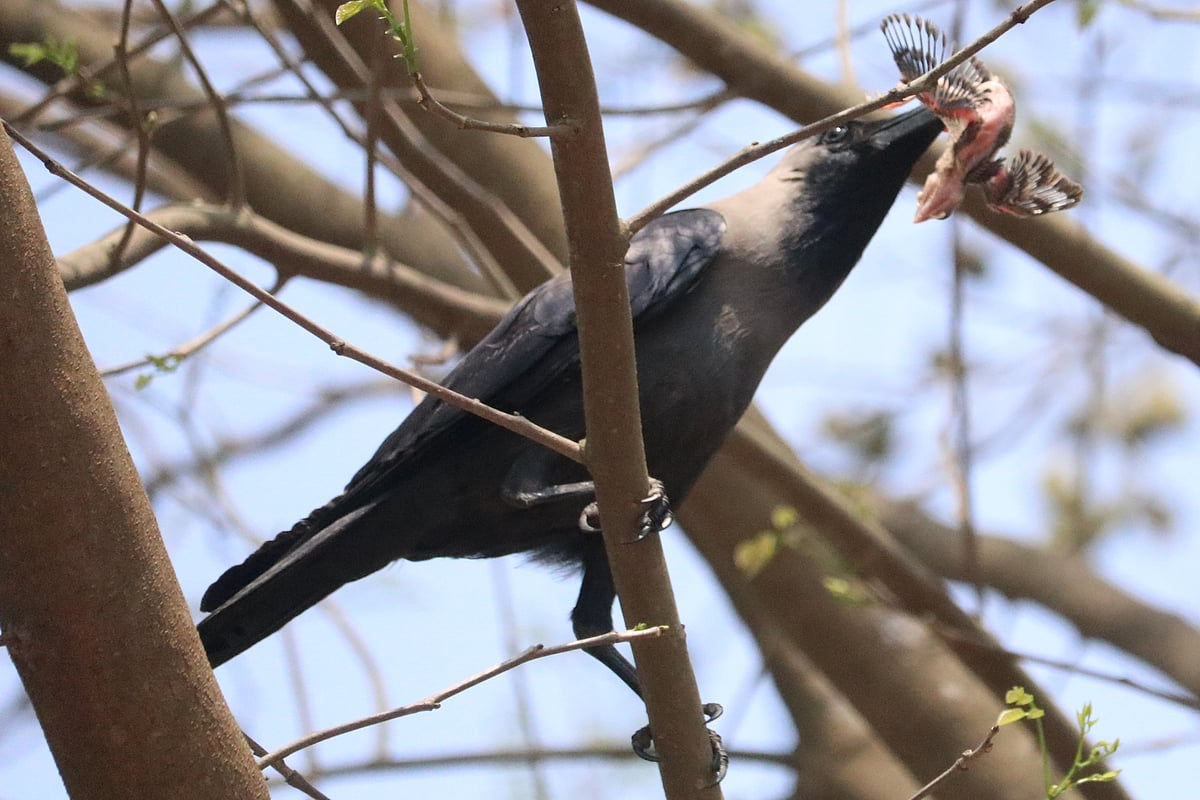 A crow on a branch in Khagrachhari