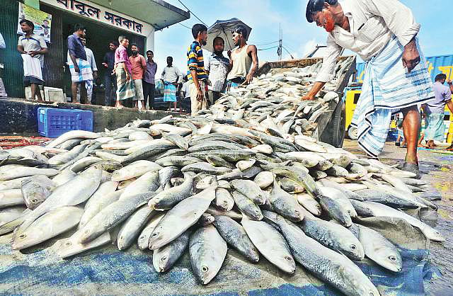This file photo shows fishermen counting the landed hilsa at Fishery Ghat Natun Bazar area, Chattogram.