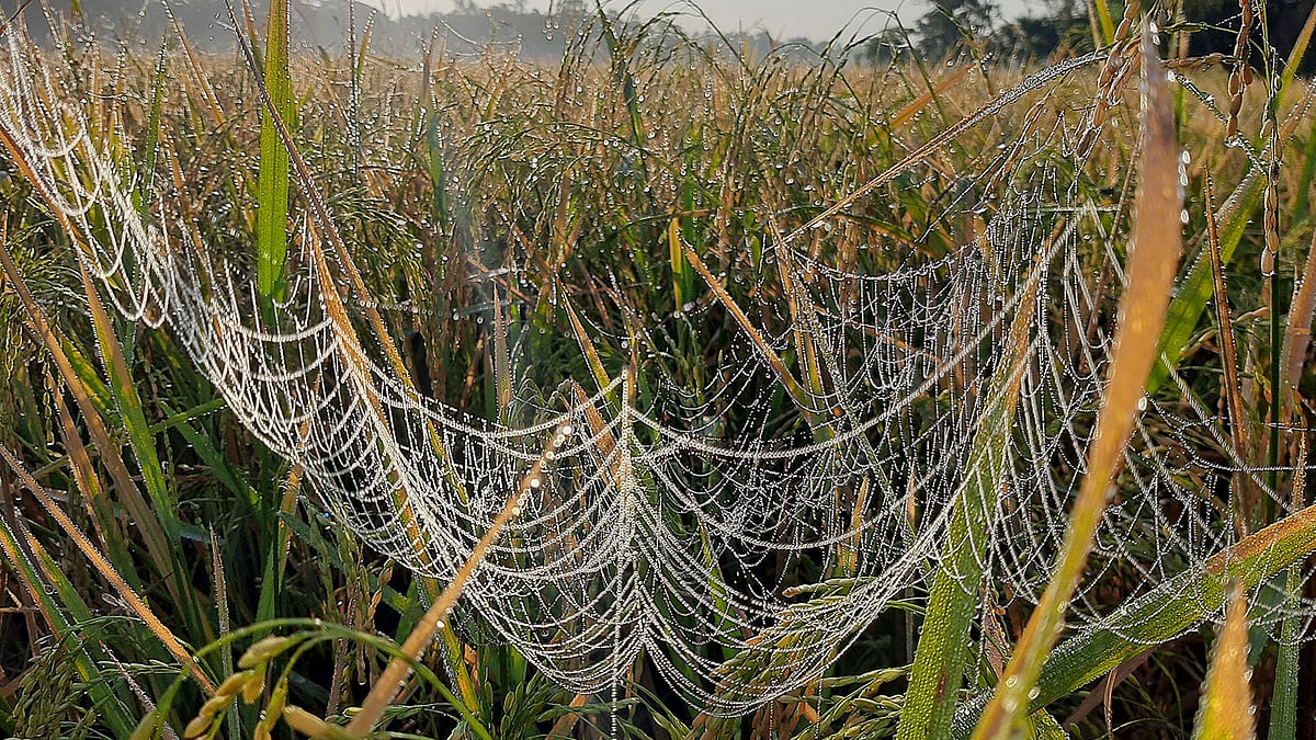 A spider web garnered with dewdrops at Sadhur Bazar, Mirsarai in Chattogram on 7 December 2019