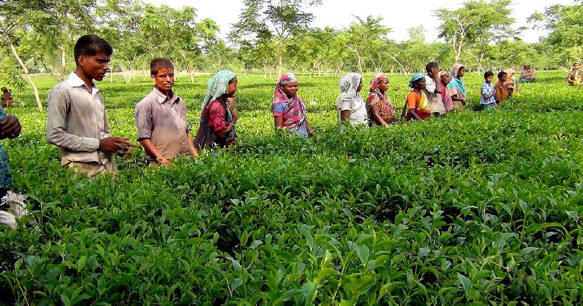 The war brews trouble for Panchagarh's tea industry too