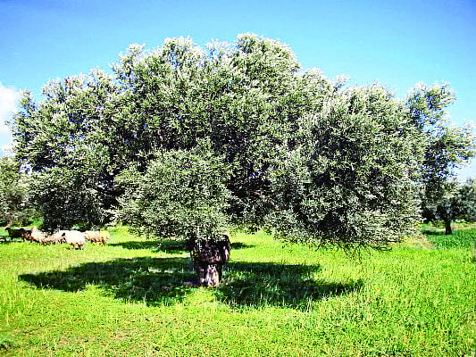 জলপাইগাছ