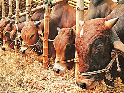 কোরবানির পশু