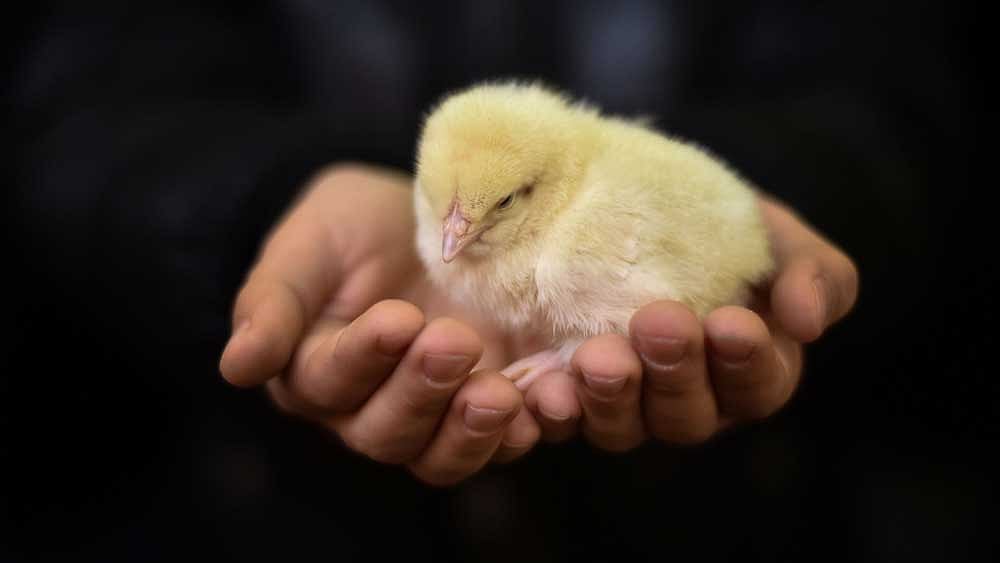 মুরগির বাচ্চা