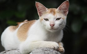 বিড়াল কেন ‘লোফড’ হয়ে বসে থাকে?