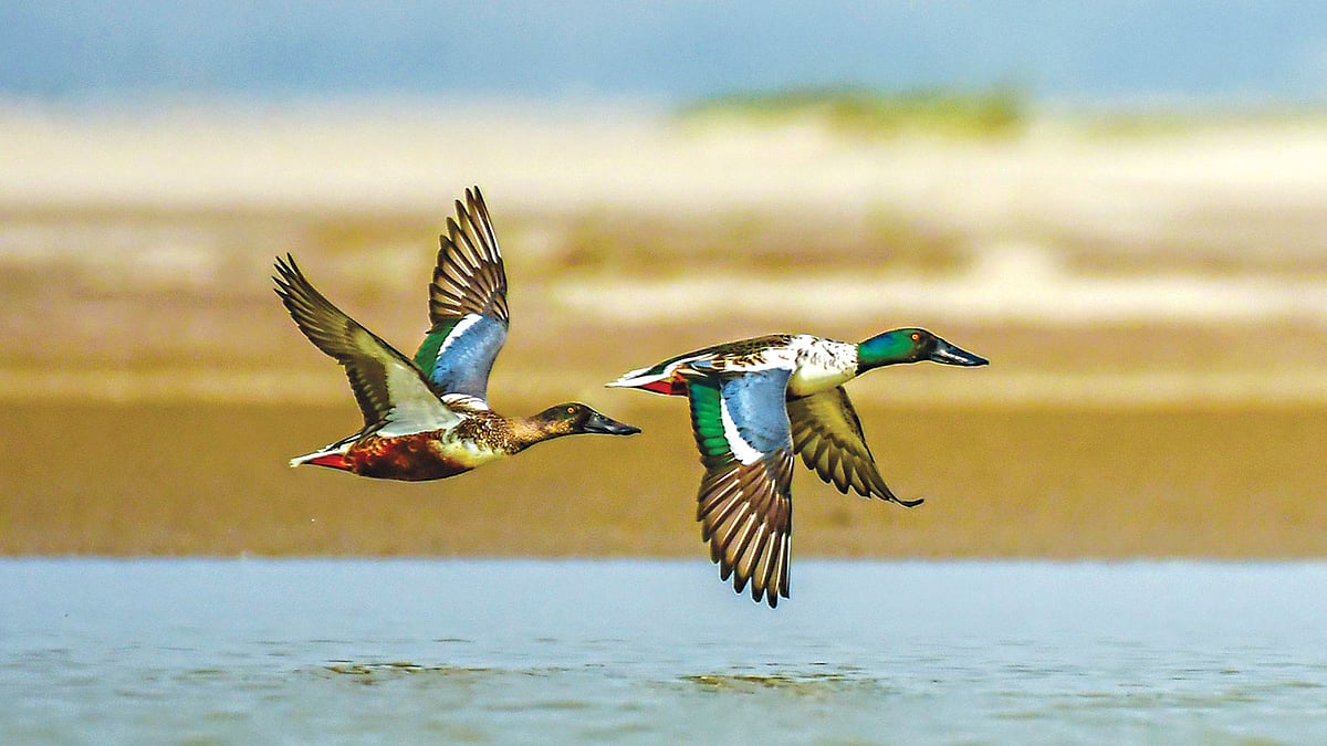 দুটি উড়ন্ত পান্থামুখী হাঁস। রাজশাহীর পদ্মা নদীতে