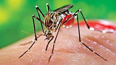 এডিস মশা