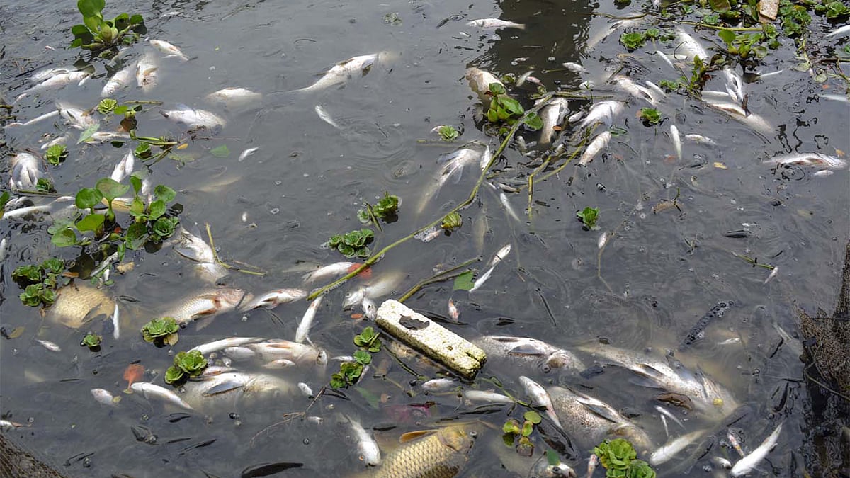 পুকুরে কীটনাশক দিয়ে মাছ নিধন