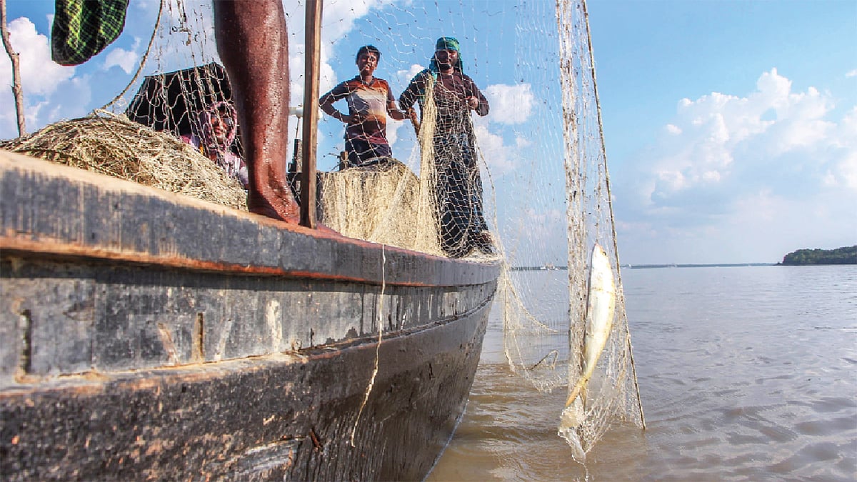 নিষেধাজ্ঞার কারণে ২২ দিন পদ্মায় ইলিশ ধরতে পারেননি। নিষেধাজ্ঞা শেষে এখন জালভর্তি ইলিশ না পেয়ে হতাশ জেলেরা