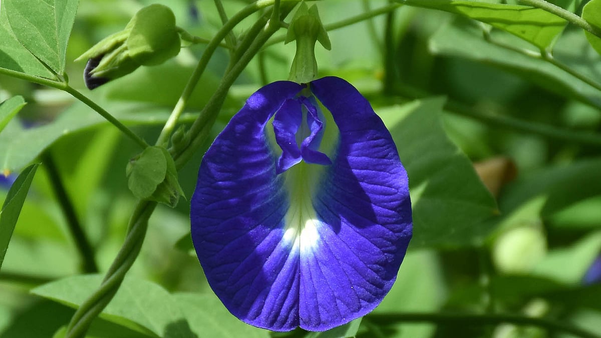 সহজেই টবে অপরাজিতা ফুল ফোটানো যাবে